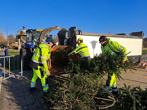 Maassluizers leveren 1.877 kerstbomen in